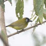 Capped White-eye (image by Dáni Balla)