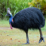 Southern Cassowary (image by Simon Mitchell)
