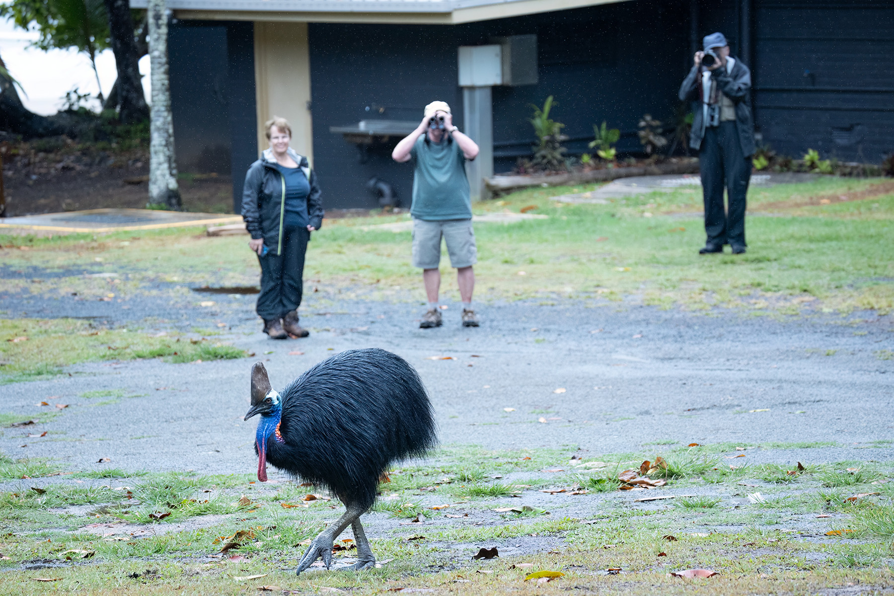 Southern Cassowary (image by Simon Mitchell)