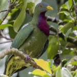 Claret-breasted Fruit Dove (image by Paul van Giersbergen)