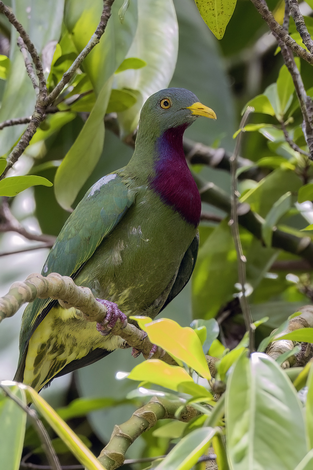 Claret-breasted Fruit Dove (image by Paul van Giersbergen)