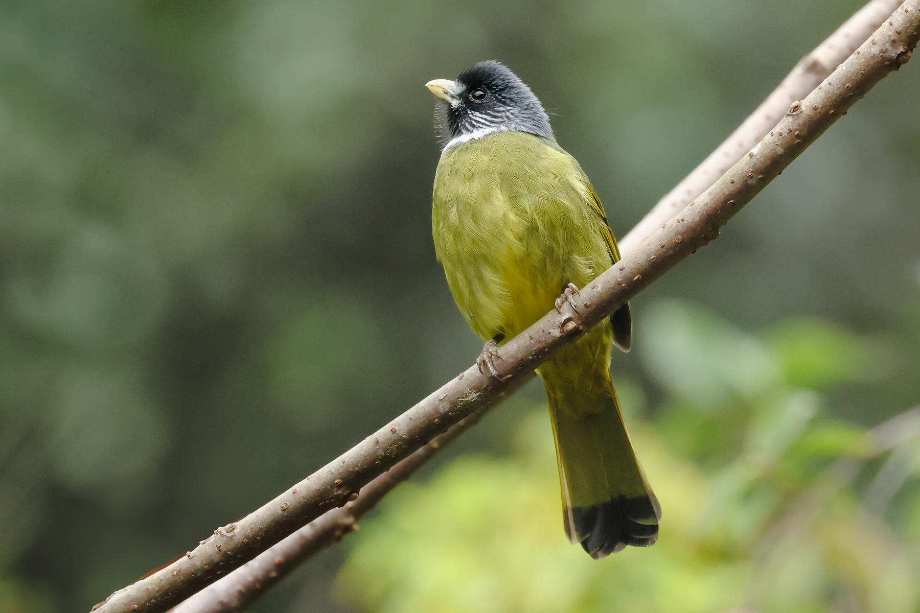 Collared Finchbill (image by Vincent van der Spek)