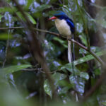 Common Paradise Kingfisher (image by Dáni Balla)