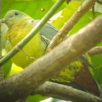 Comoro Green Pigeon (image by Hannu Jännes)