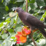 Comoro Olive Pigeon (image by Hannu Jännes
