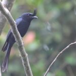 (Anjouan) Crested Drongo (image by Hannu Jännes)