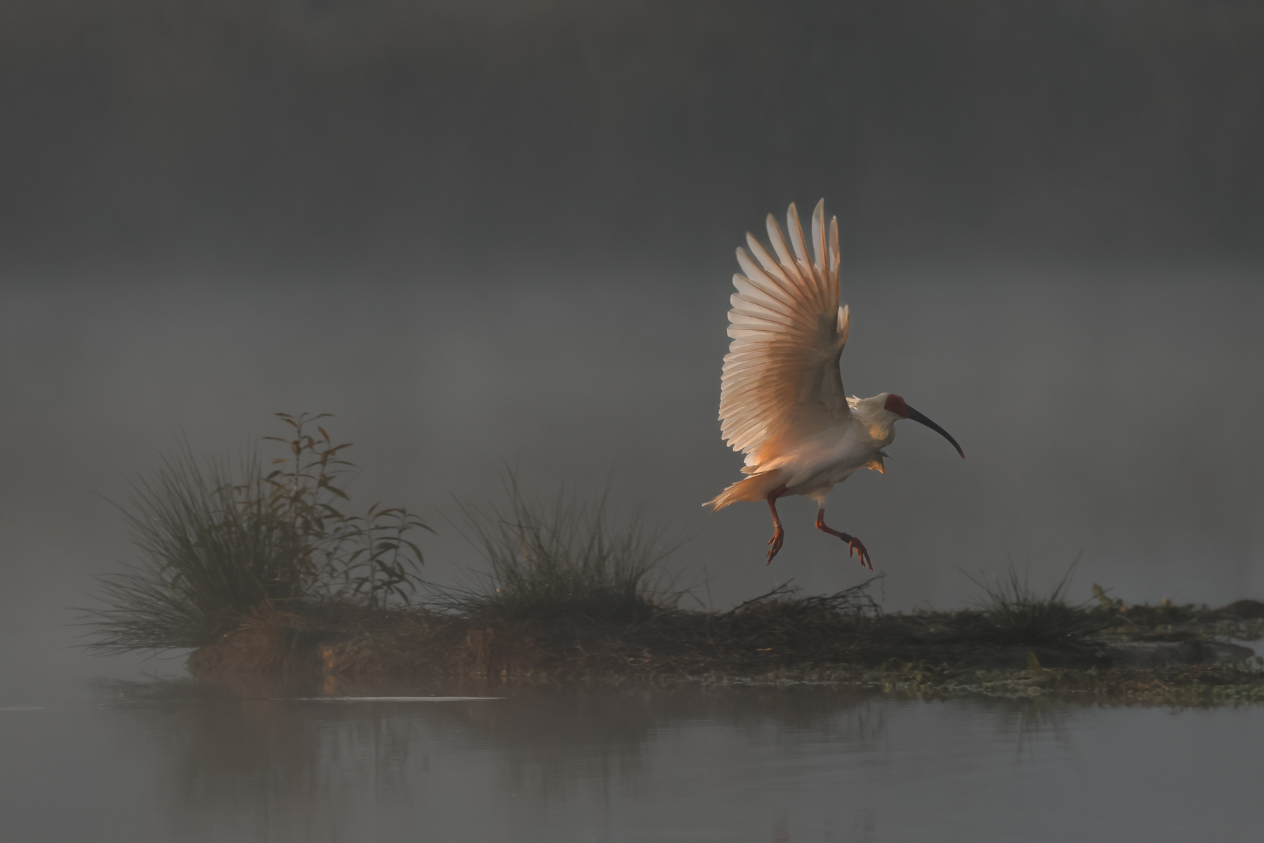 Crested Ibis (image by Vincent van der Spek)