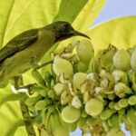 Crimson-rumped Myzomela (image by Paul van Giersbergen)