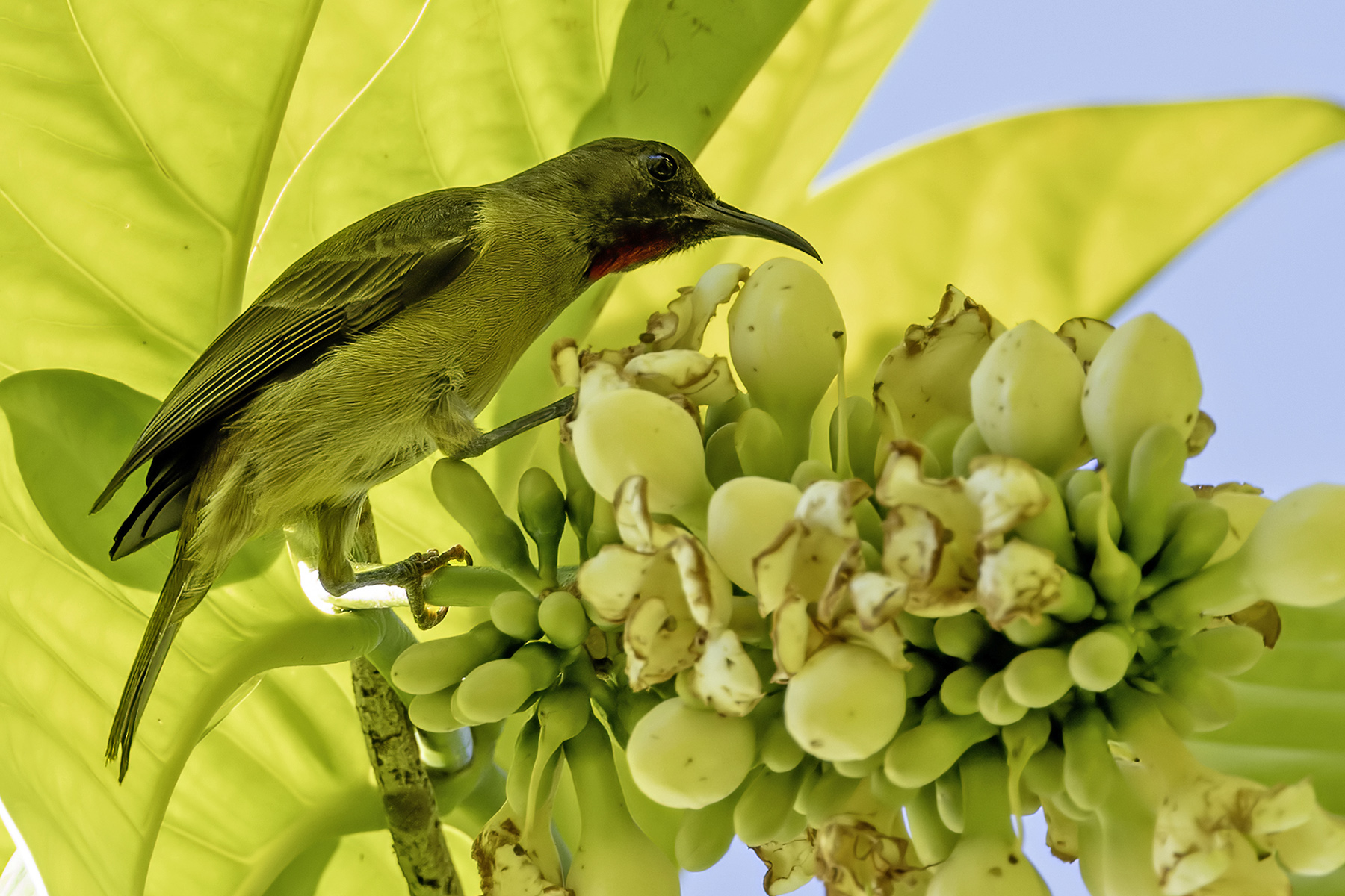 Crimson-rumped Myzomela (image by Paul van Giersbergen)