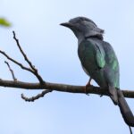 Cuckoo-roller of the discolor form (image by Hannu Jännes)