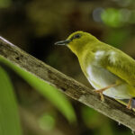 Dark-eyed White-eye (image by Paul van Giersbergen)