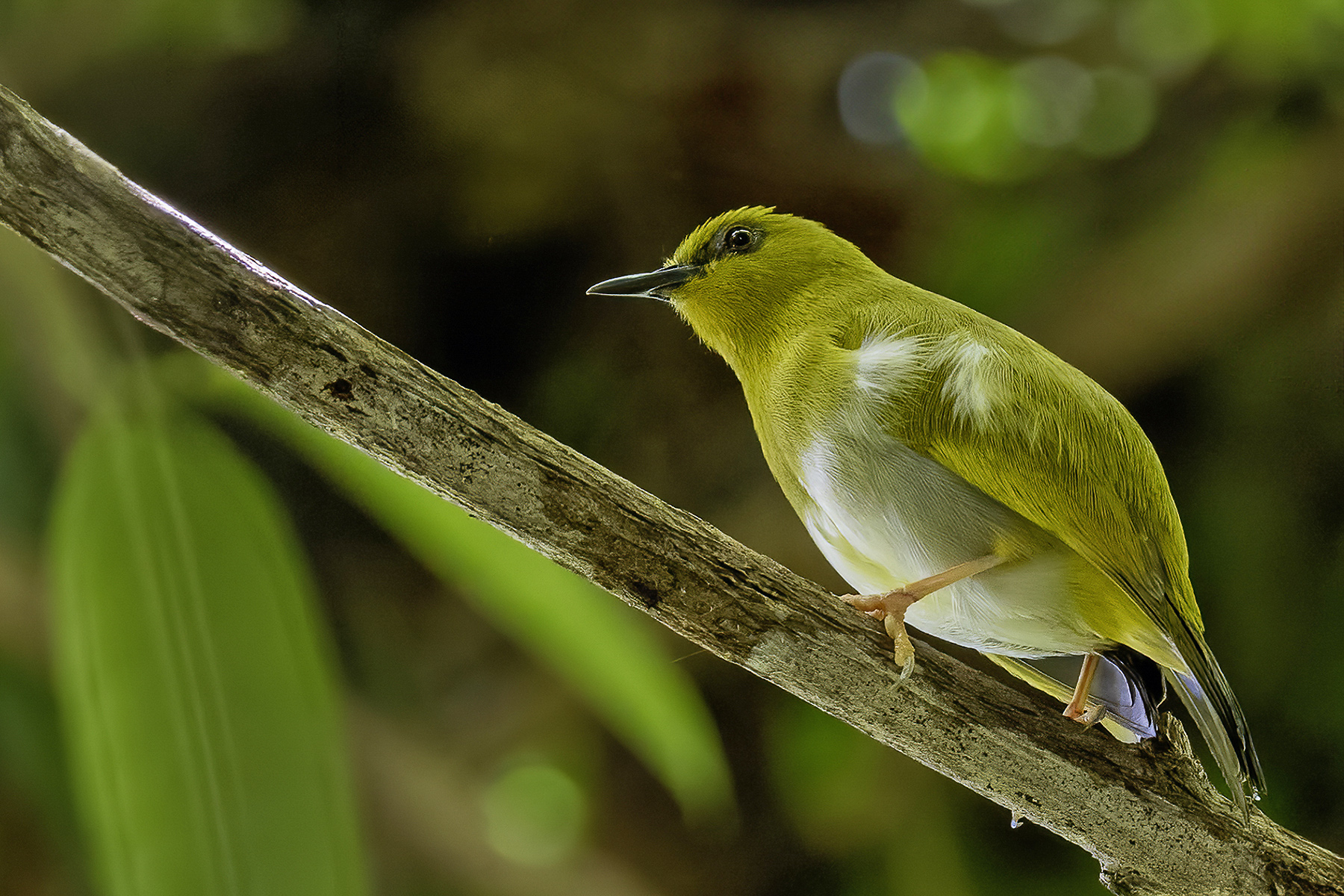 Dark-eyed White-eye (image by Paul van Giersbergen)