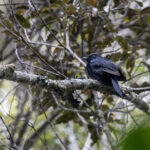 Drongo Fantail (image by Dáni Balla)