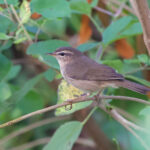 Dusky Warbler (image by Craig Robson)
