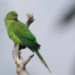 Echo Parakeet (image by Hannu Jännes)