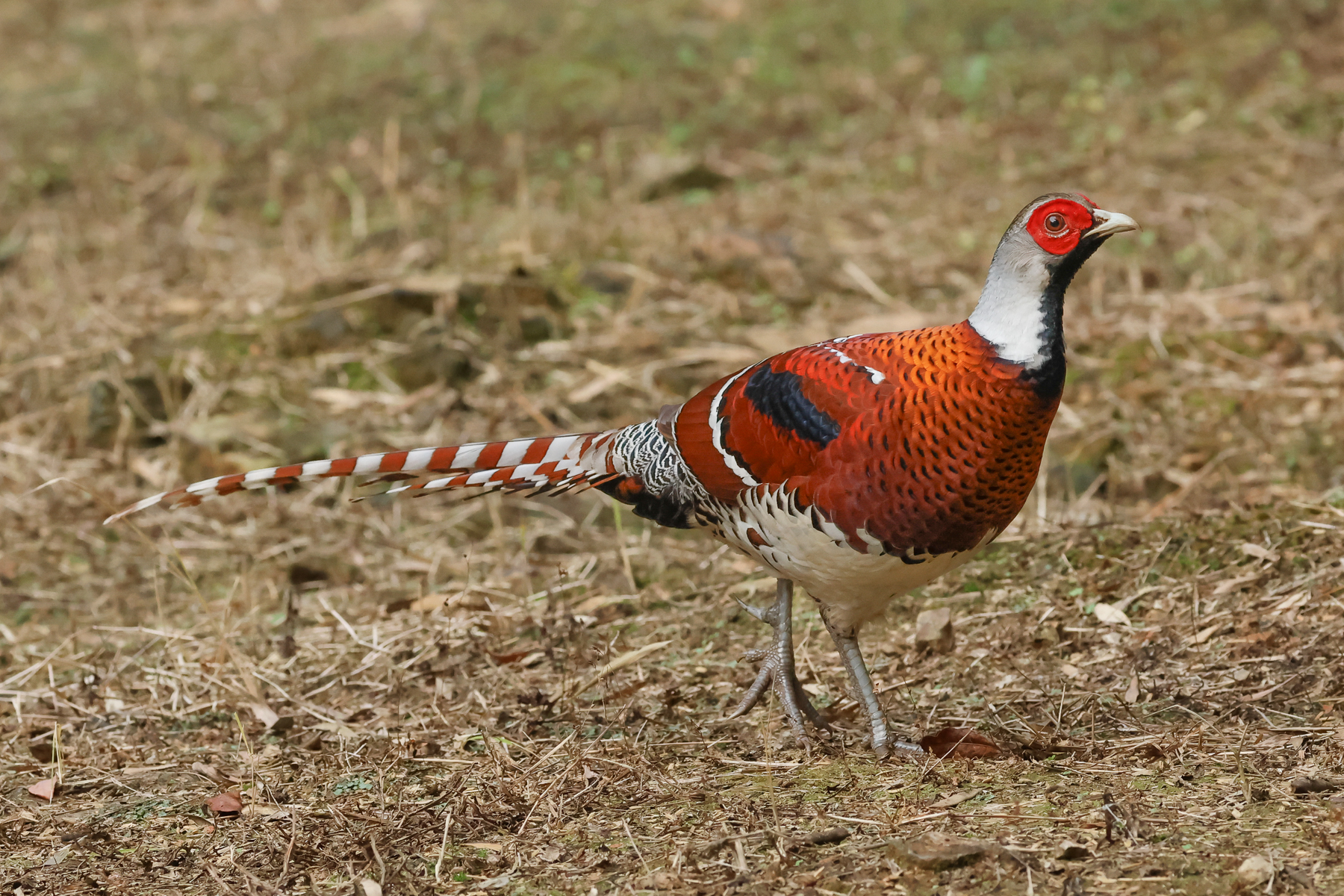 Elliot's Pheasant (image by Vincent van der Spek)