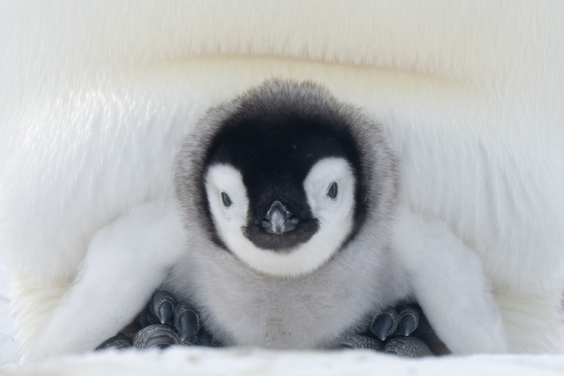 Emperor Penguin chick (image by Inger Vandyke)