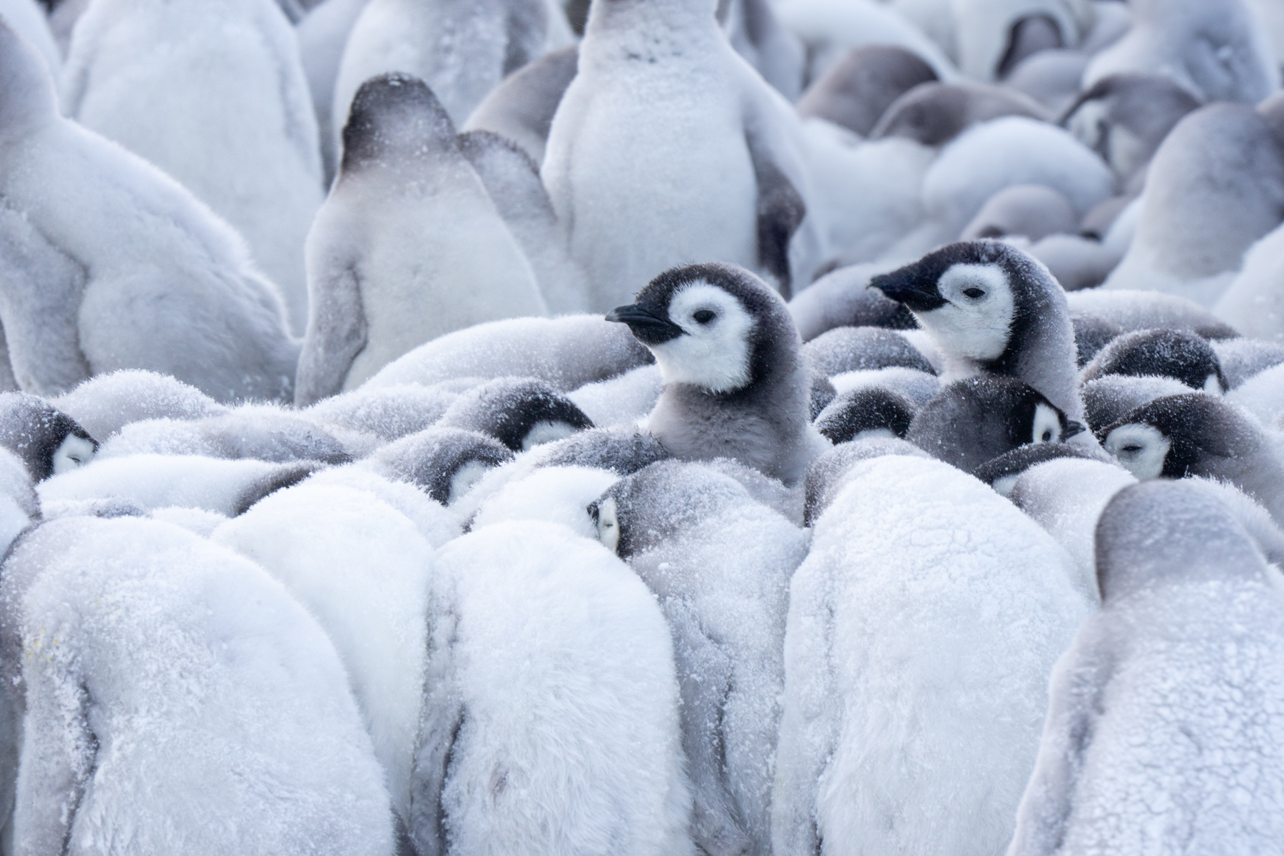 Emperor Penguin chicks (image by Inger Vandyke)