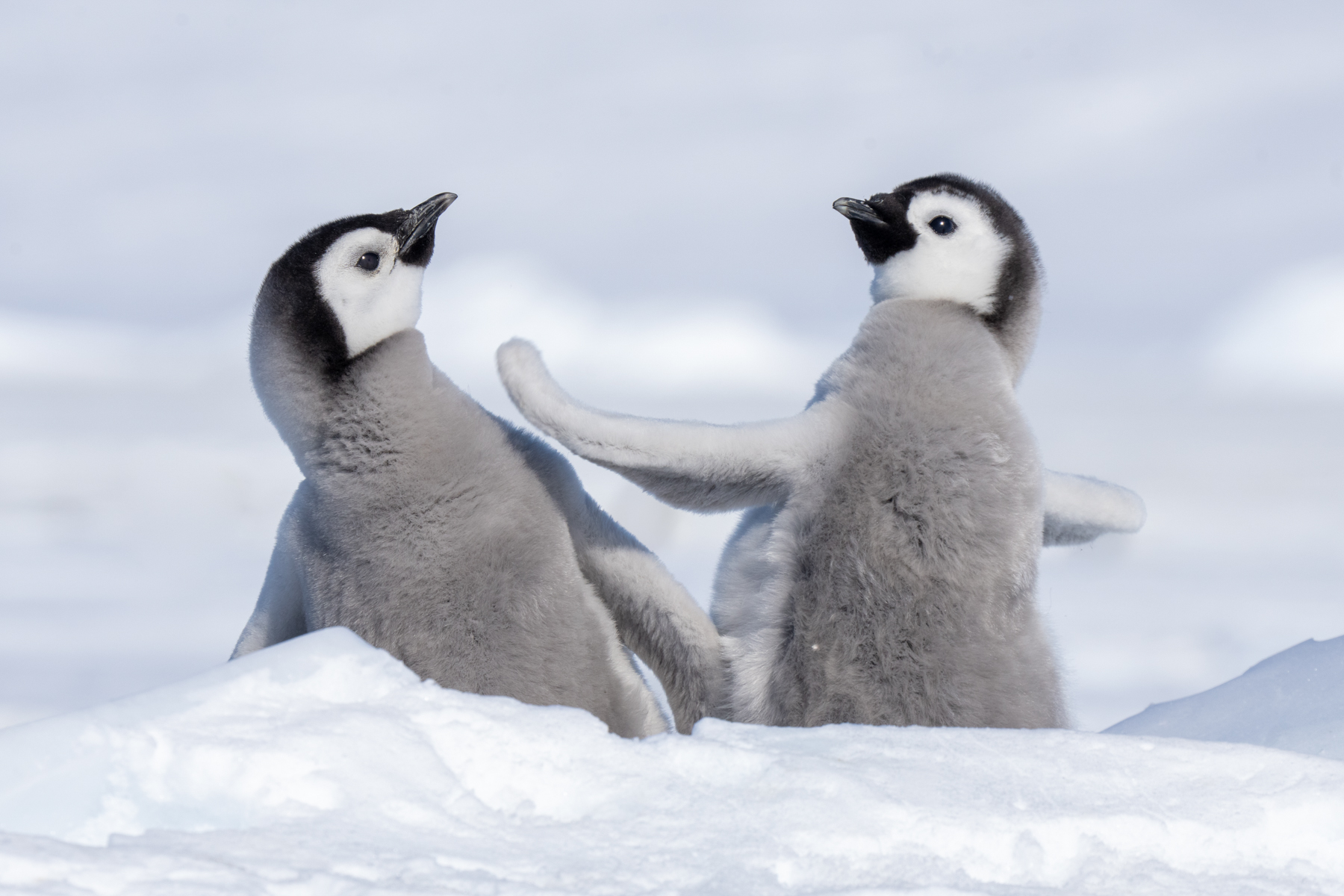 Emperor Penguin chicks (image by Inger Vandyke)