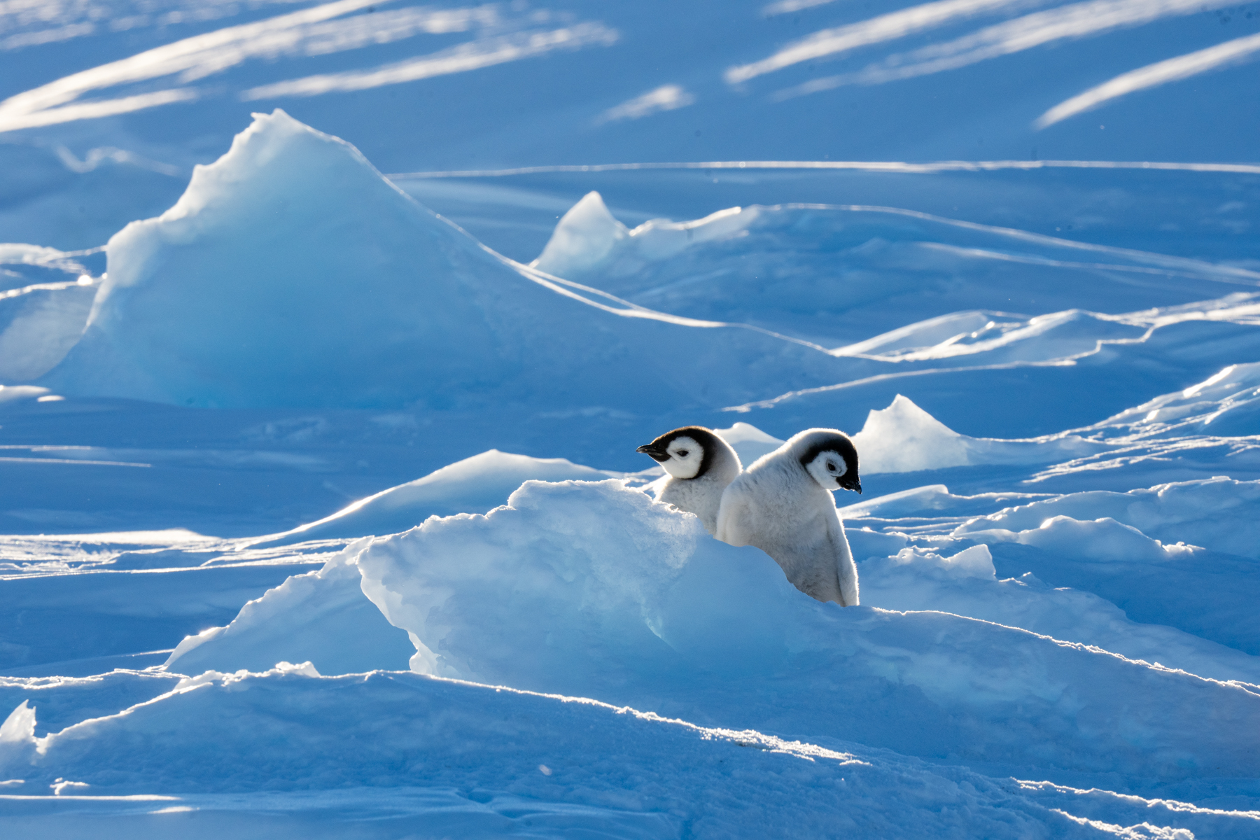 Emperor Penguin chicks (image by Inger Vandyke)