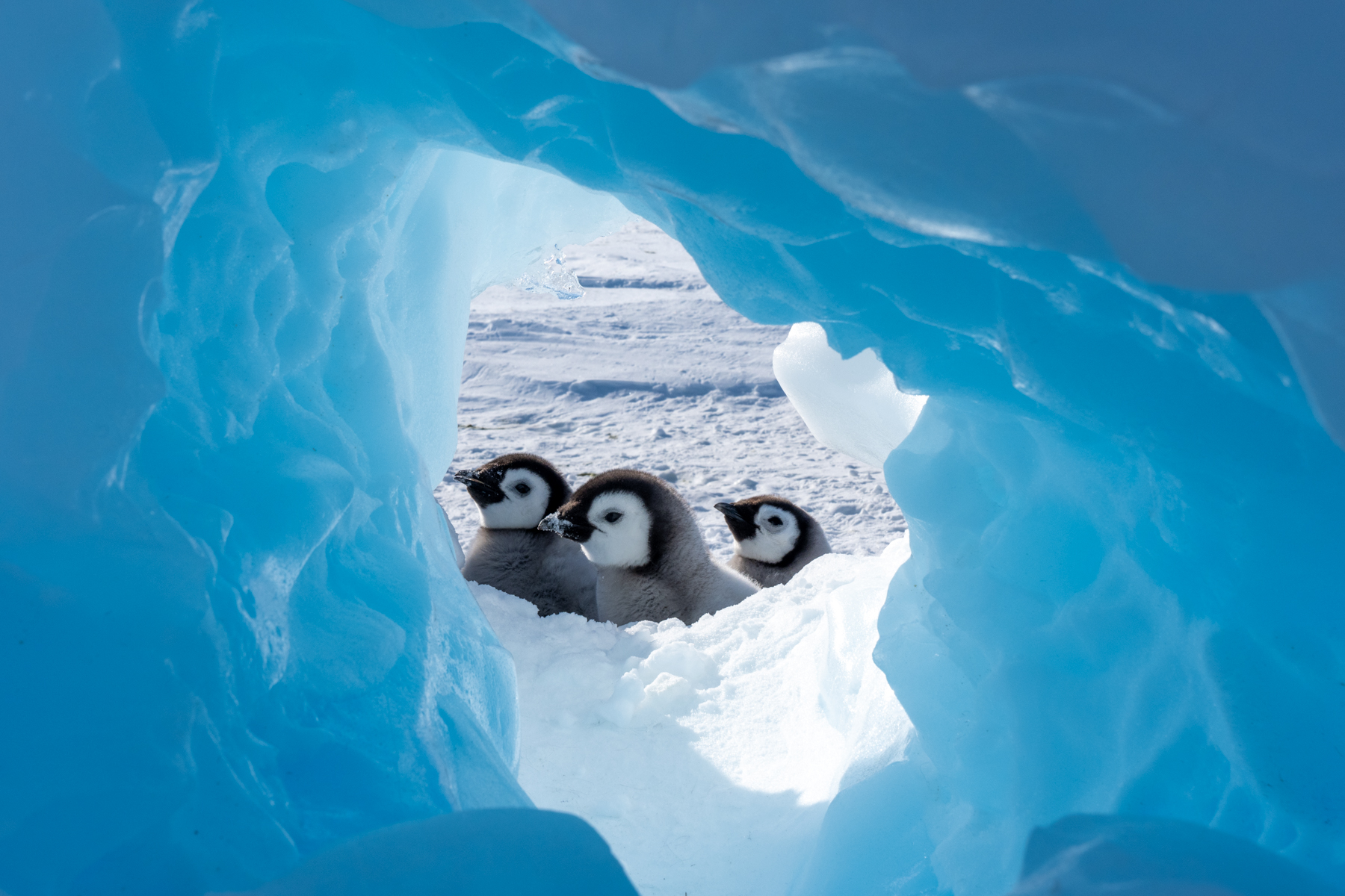 Emperor Penguin chicks (image by Inger Vandyke)