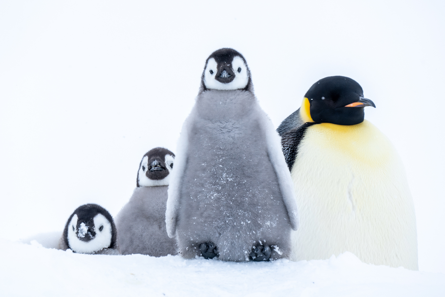 Emperor Penguins (image by Inger Vandyke)