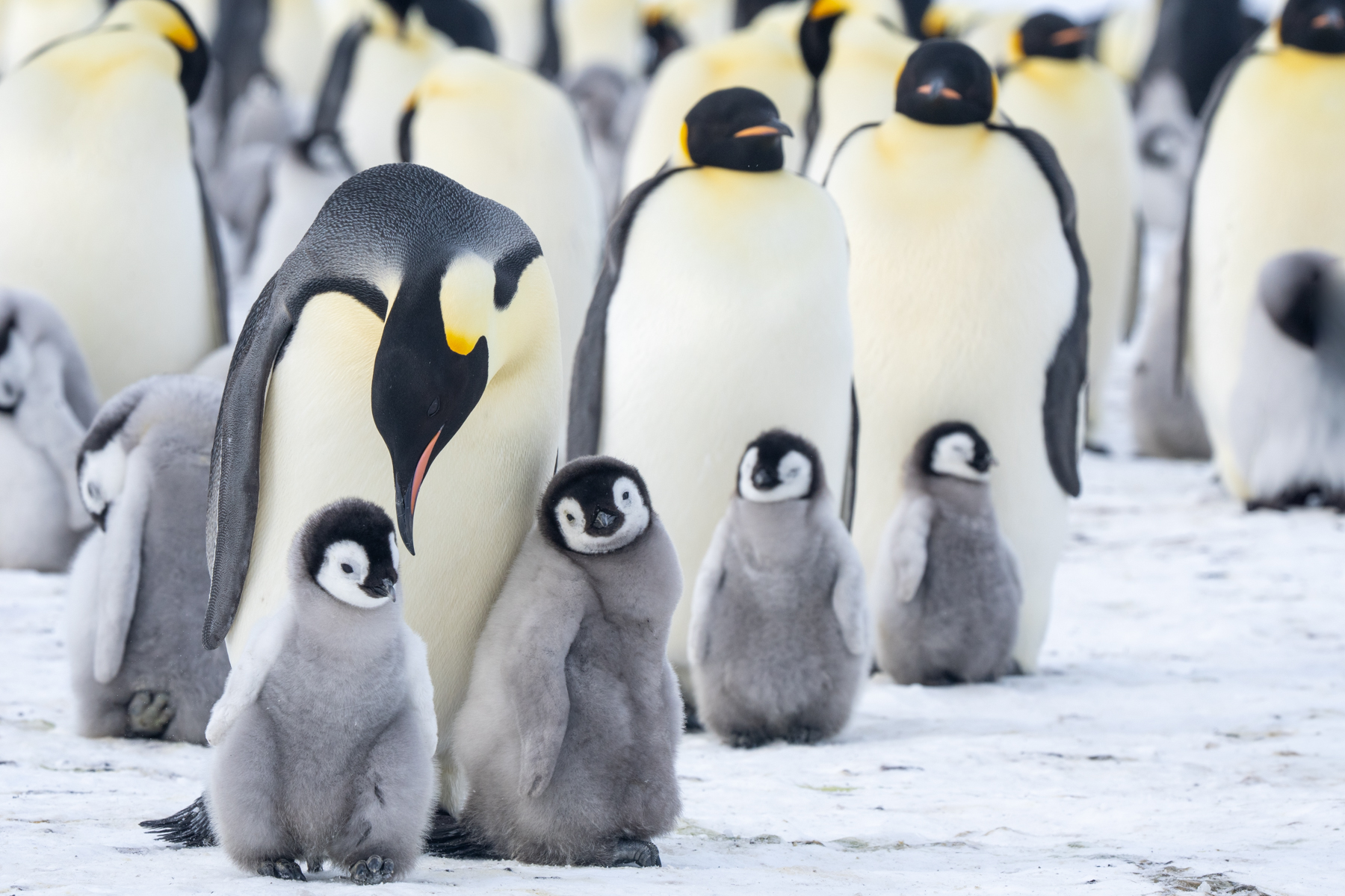 Emperor Penguins (image by Inger Vandyke)