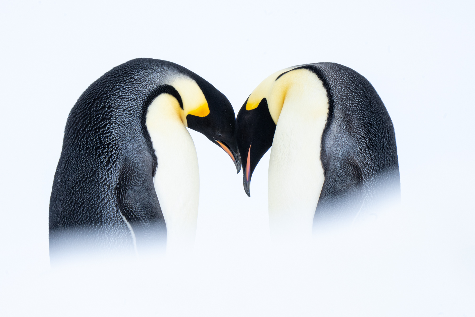 Emperor Penguins (image by Inger Vandyke)