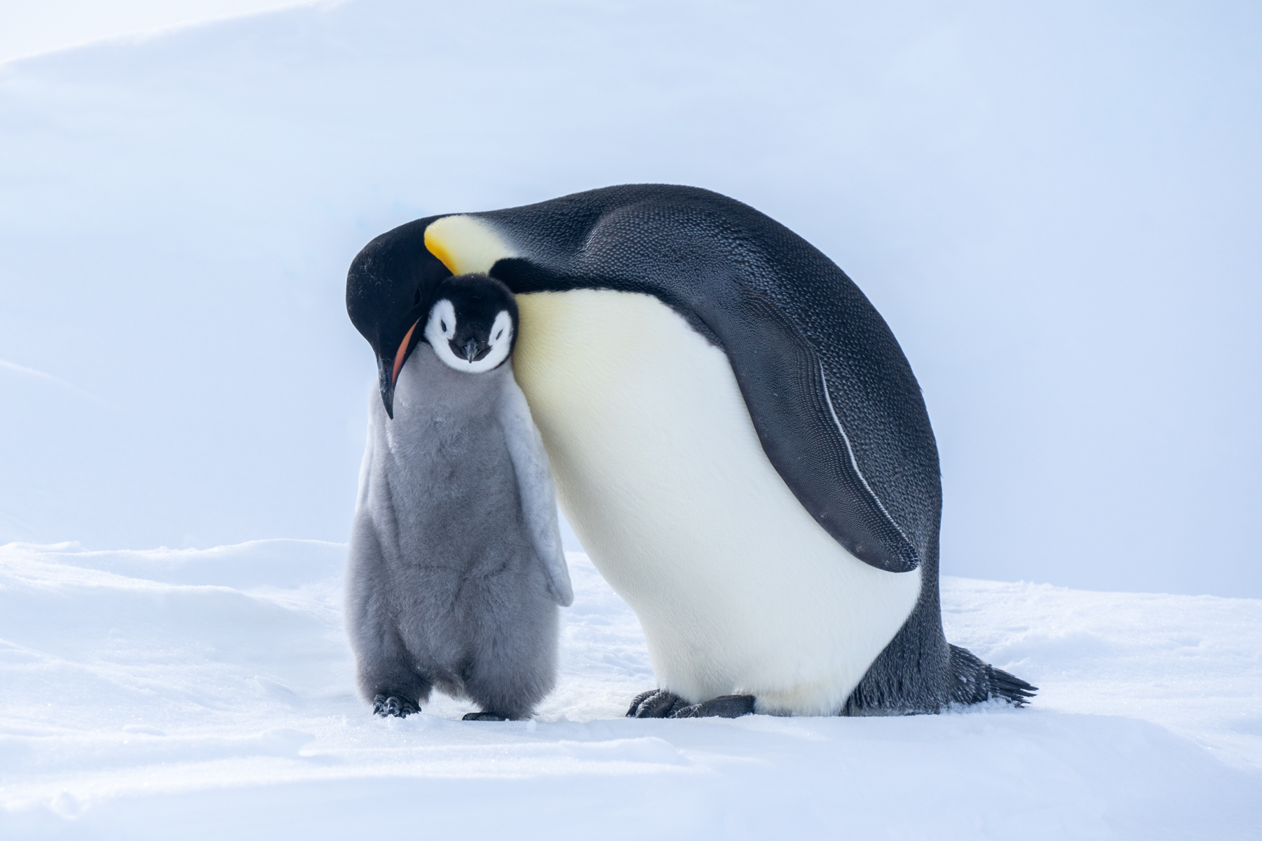 Emperor Penguins (image by Inger Vandyke)