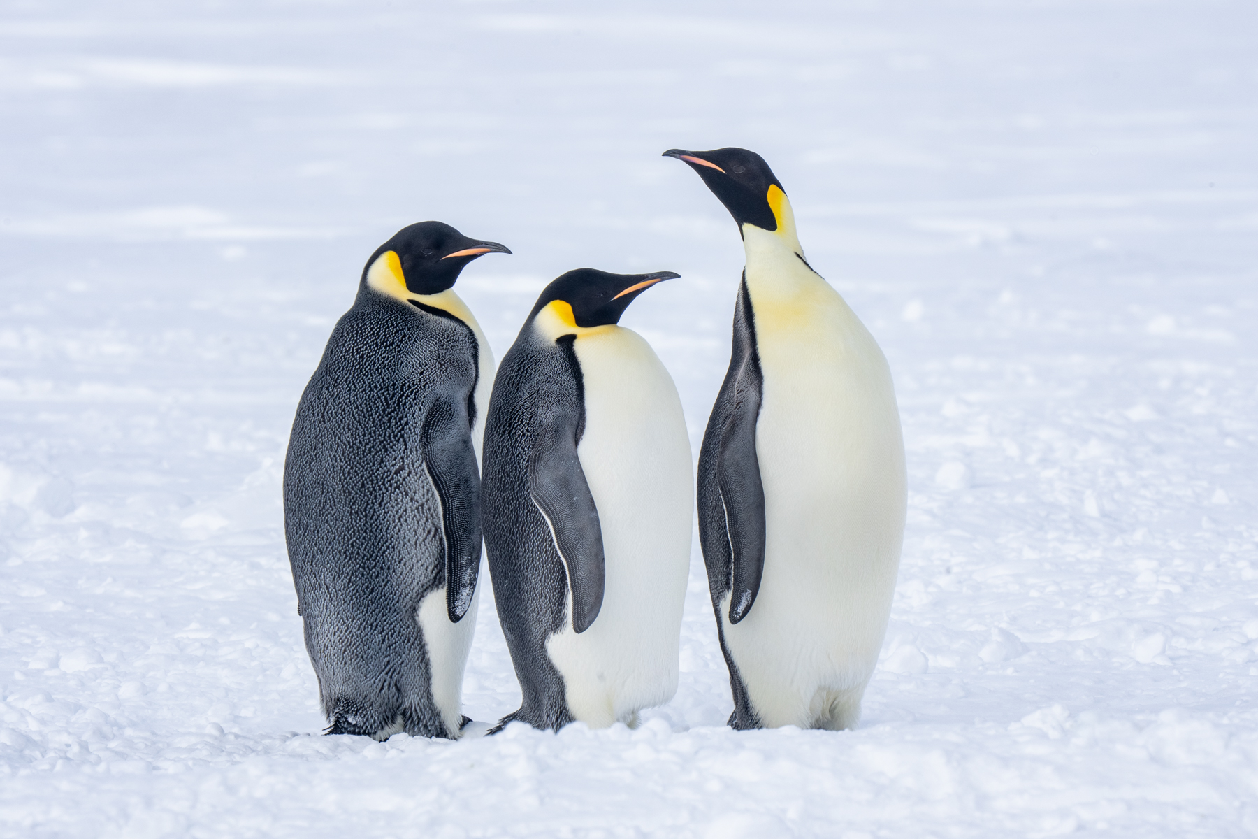 Emperor Penguins (image by Inger Vandyke)