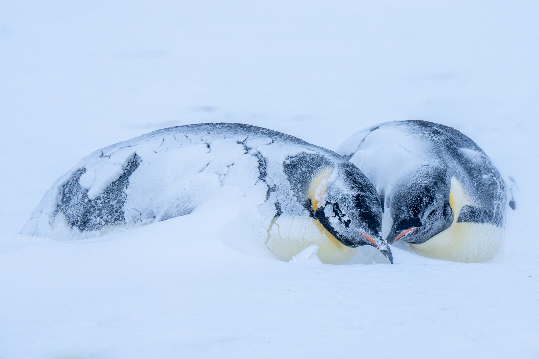Emperor Penguins (image by Inger Vandyke)