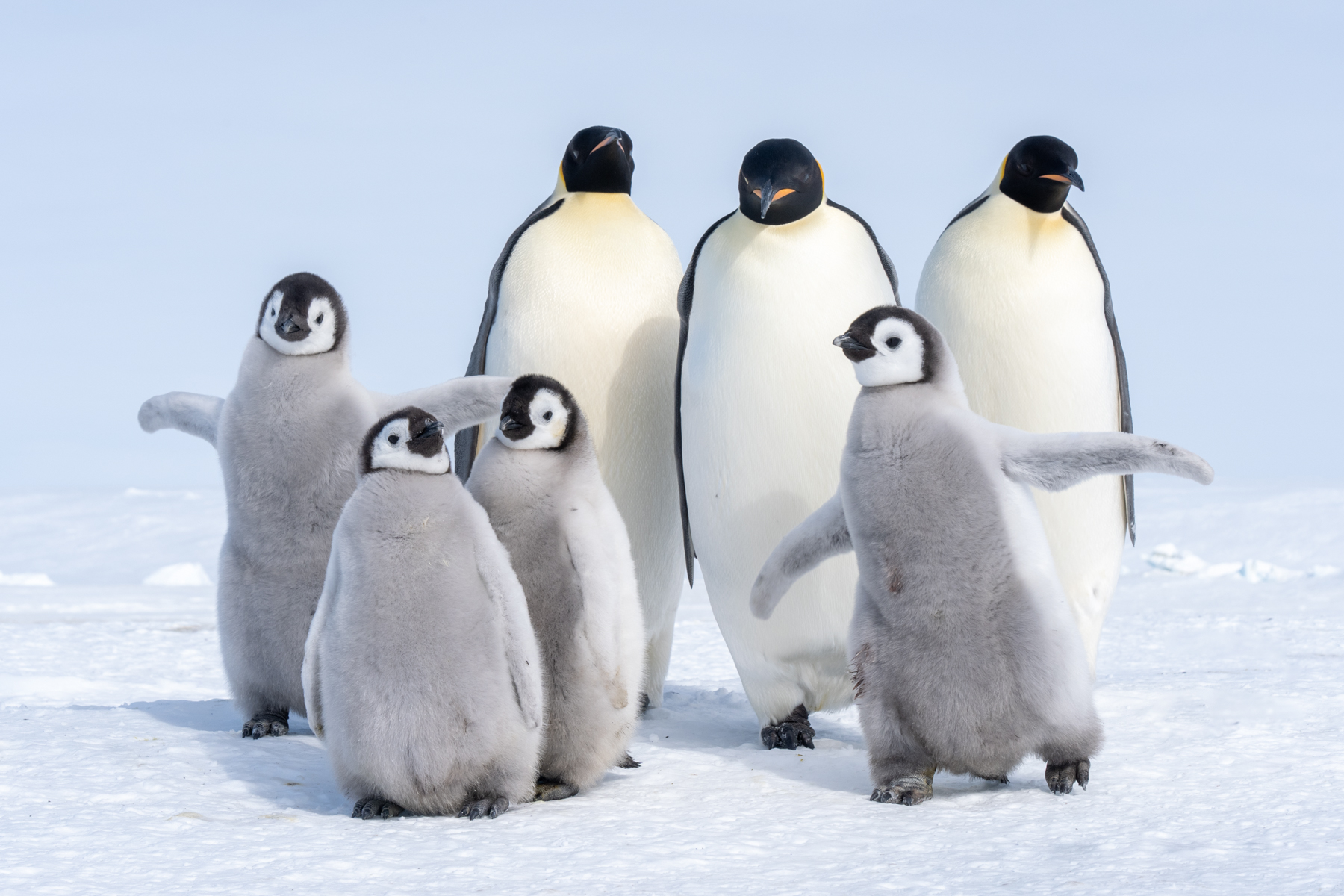 Emperor Penguins (image by Inger Vandyke)