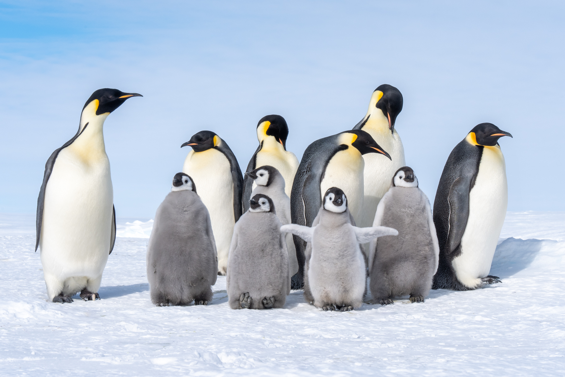 Emperor Penguins (image by Inger Vandyke)