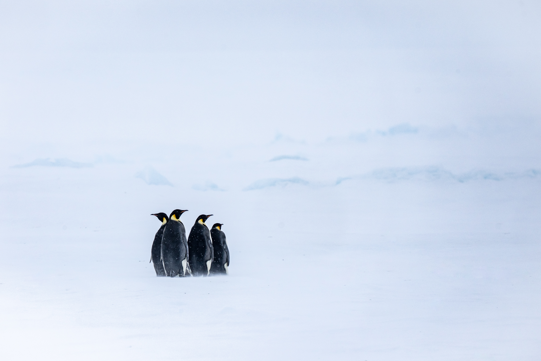 Emperor Penguins (image by Inger Vandyke)