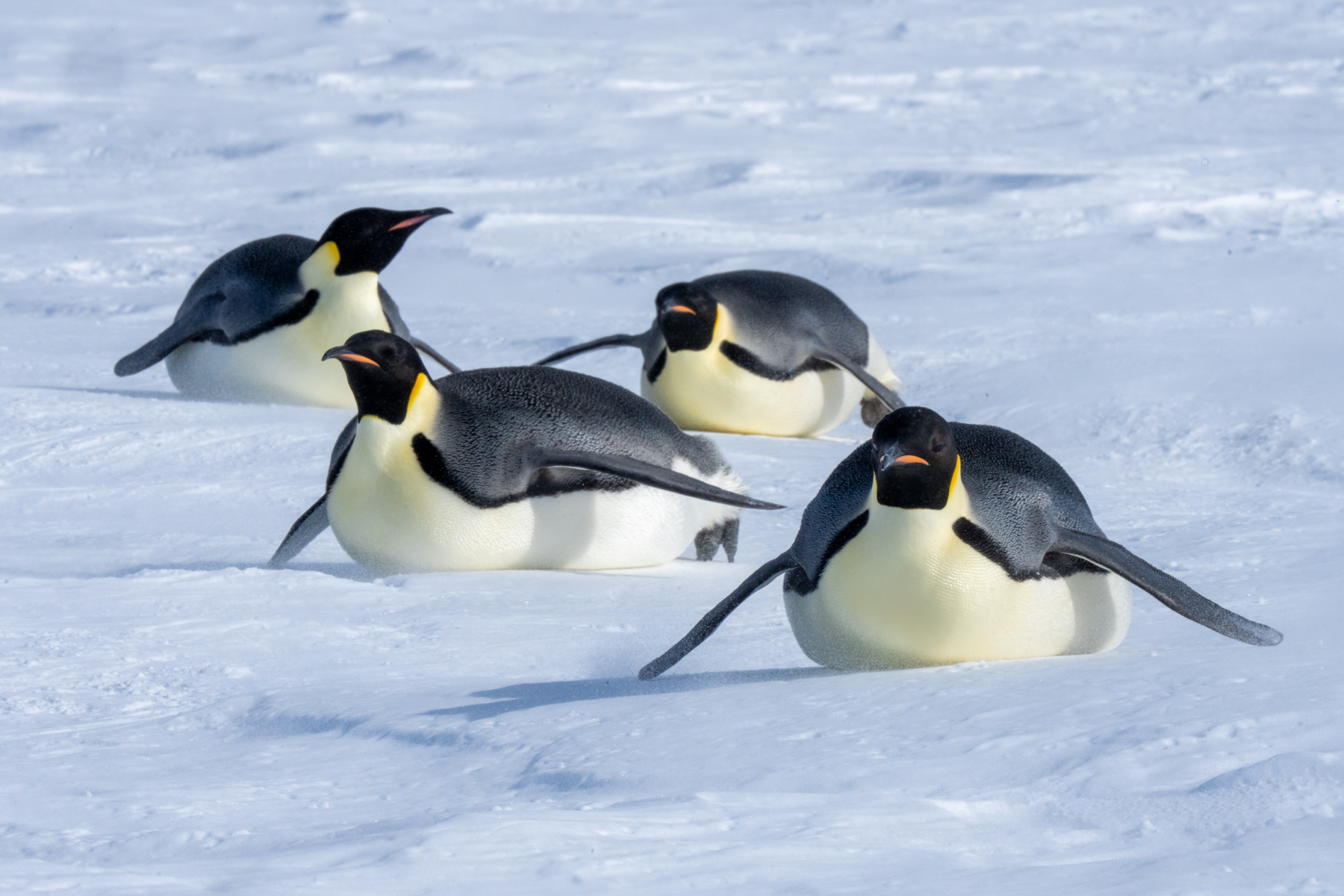 Emperor Penguins (image by Inger Vandyke)