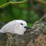 Fairy Tern chick (image by Hannu Jännes)
