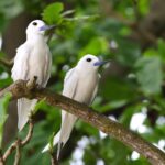 pair of Fairy Terns (image by Hannu Jännes)