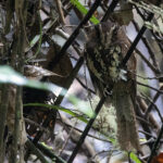 Feline Owlet-nightjar (image by Dáni Balla)