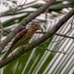 female Cuckoo-roller of the endemic gracilis race (image by Ken Berry)