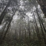 The beautiful forest of the Arfaks (image by Dáni Balla)
