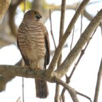 Frances's Sparrowhawk of the brutus race (image by Hannu Jännes)