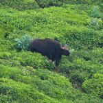 Gaur (image by Craig Robson)