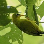 Gizo White-eye (image by Paul van Giersbergen)
