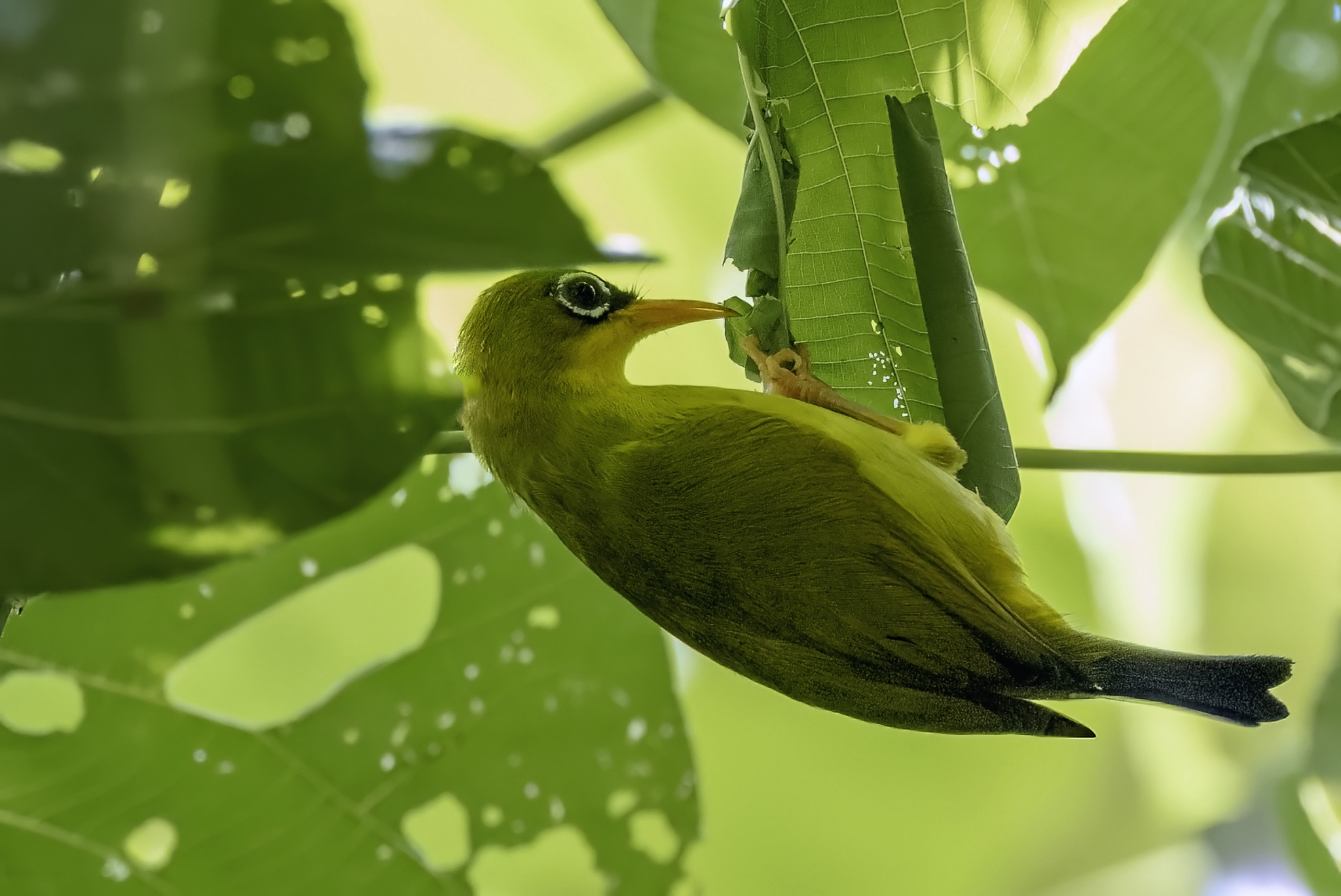 Gizo White-eye (image by Paul van Giersbergen)