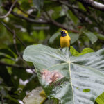 Golden Monarch (image by Dáni Balla)
