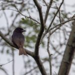 Grande Comore Drongo (image by Ken Berry)