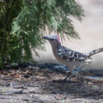 Great Bowerbird (image by Simon Mitchell)