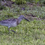 Great Knot (image by Paul van Giersbergen)