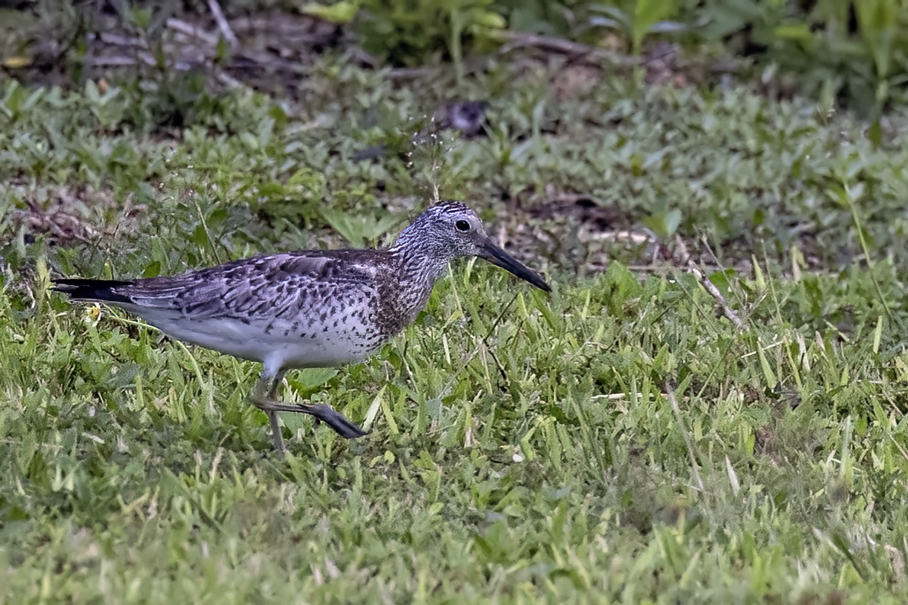 Great Knot (image by Paul van Giersbergen)