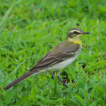 Green-headed (Eastern Yellow) Wagtail (image by Craig Robson)